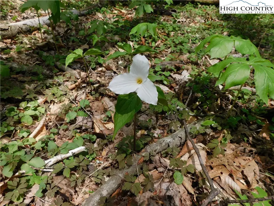 TBD Lot 26 Black Bear Trail, Linville, NC 28646 - Image #2