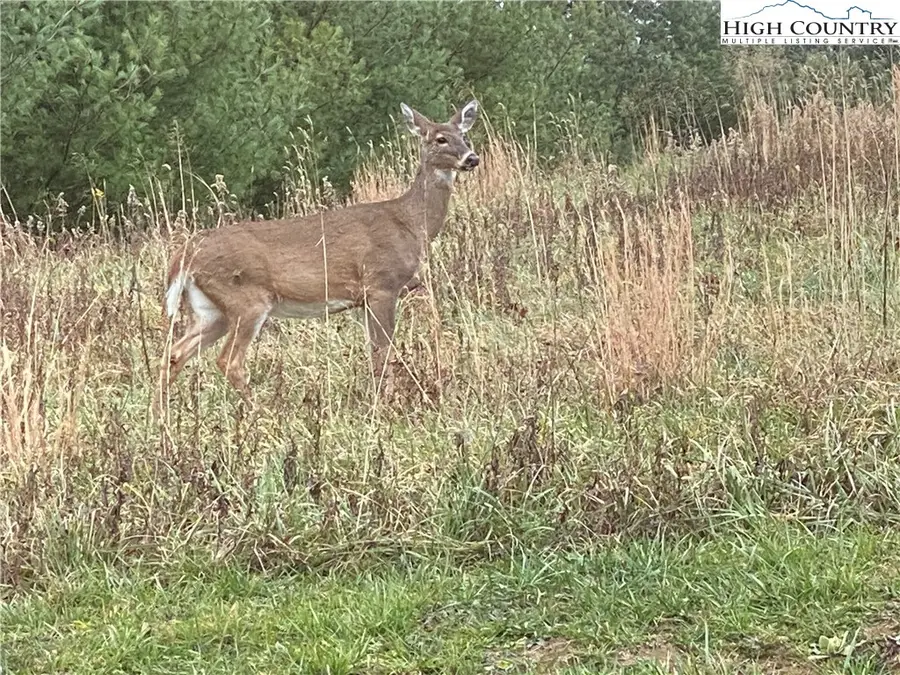 Lot #24 Mountain Vista Drive, Sparta, NC 28675 - Image #2