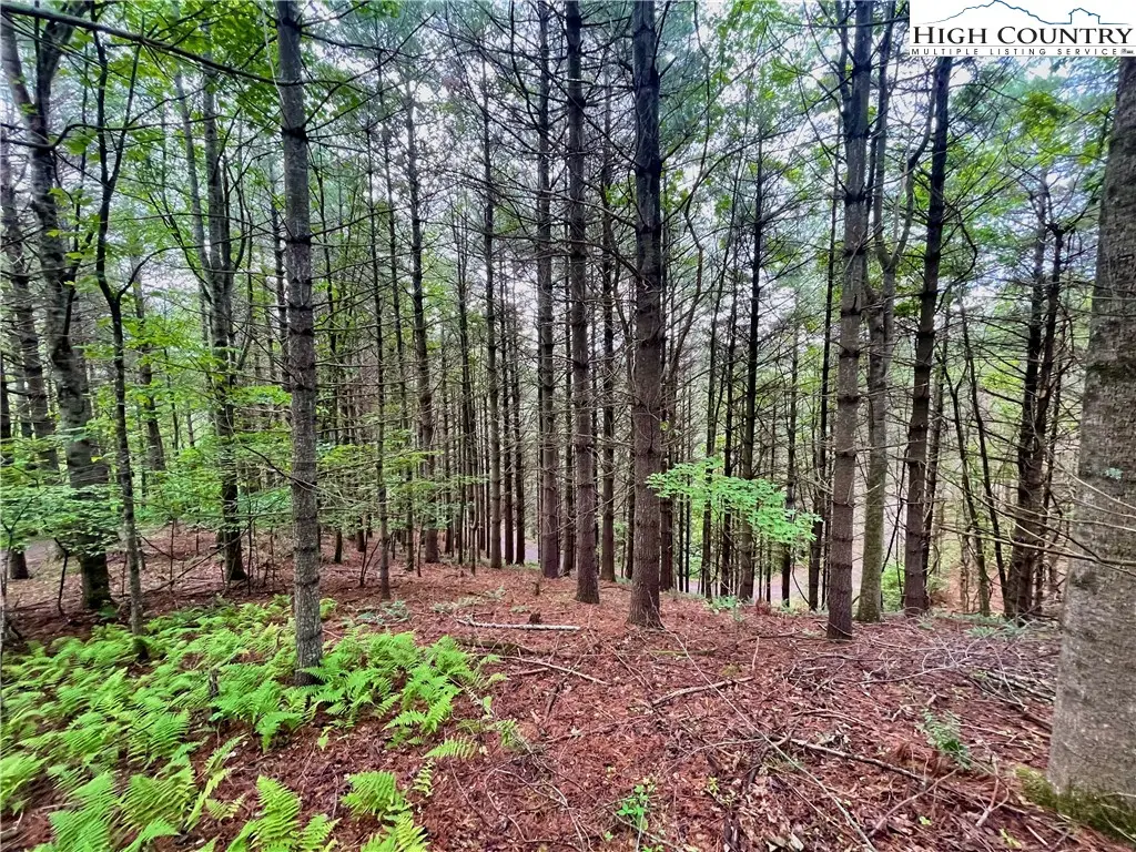 TBD Daniel Pierce Road, West Jefferson, NC 28694 - Image #1