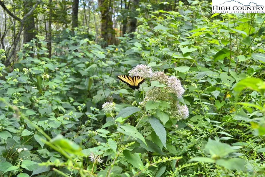 TBD Holiday Lane, Whitetop, VA 24292 - Image #2