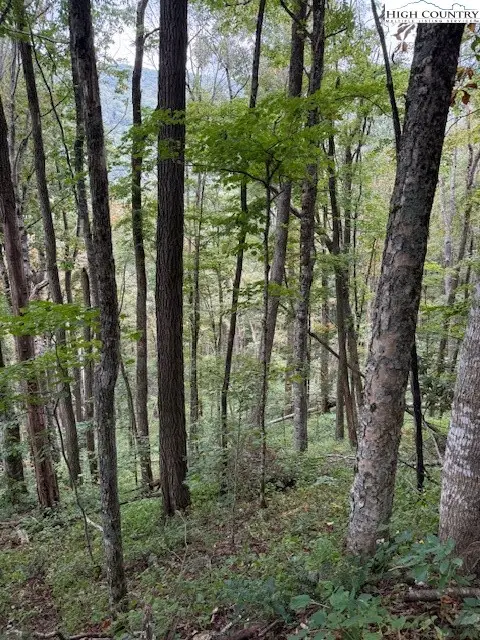 Lot 73 Tbd Poplar Trail, Creston, NC 28615 - Image #2