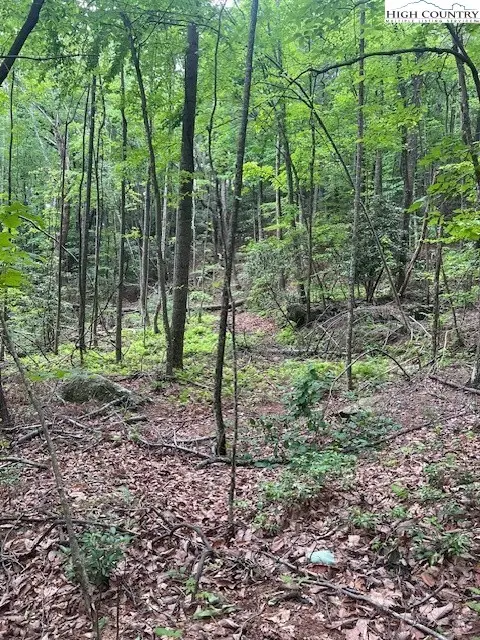 TBD Big Ivy Rd. & Benge Ashe Rd., Purlear, NC 28665 - Image #2