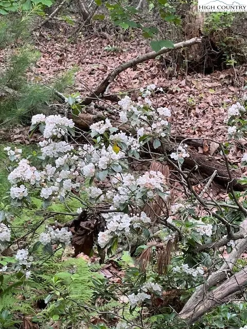 TBD Big Ivy Rd. & Benge Ashe Rd., Purlear, NC 28665 - Image #3