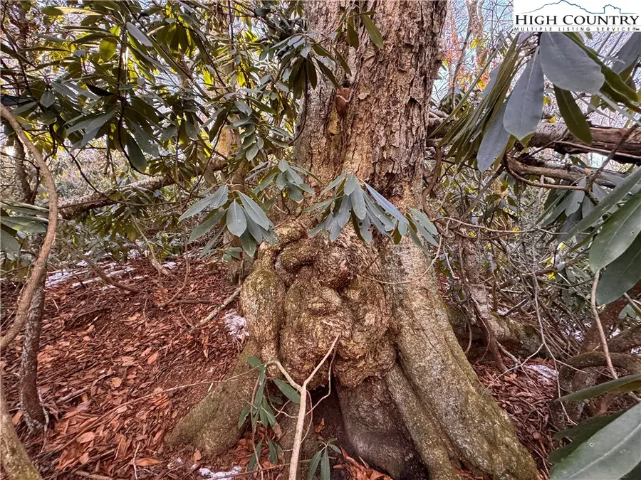 117 Wild Daisy Lane, Beech Mountain, NC 28604 - Image #3