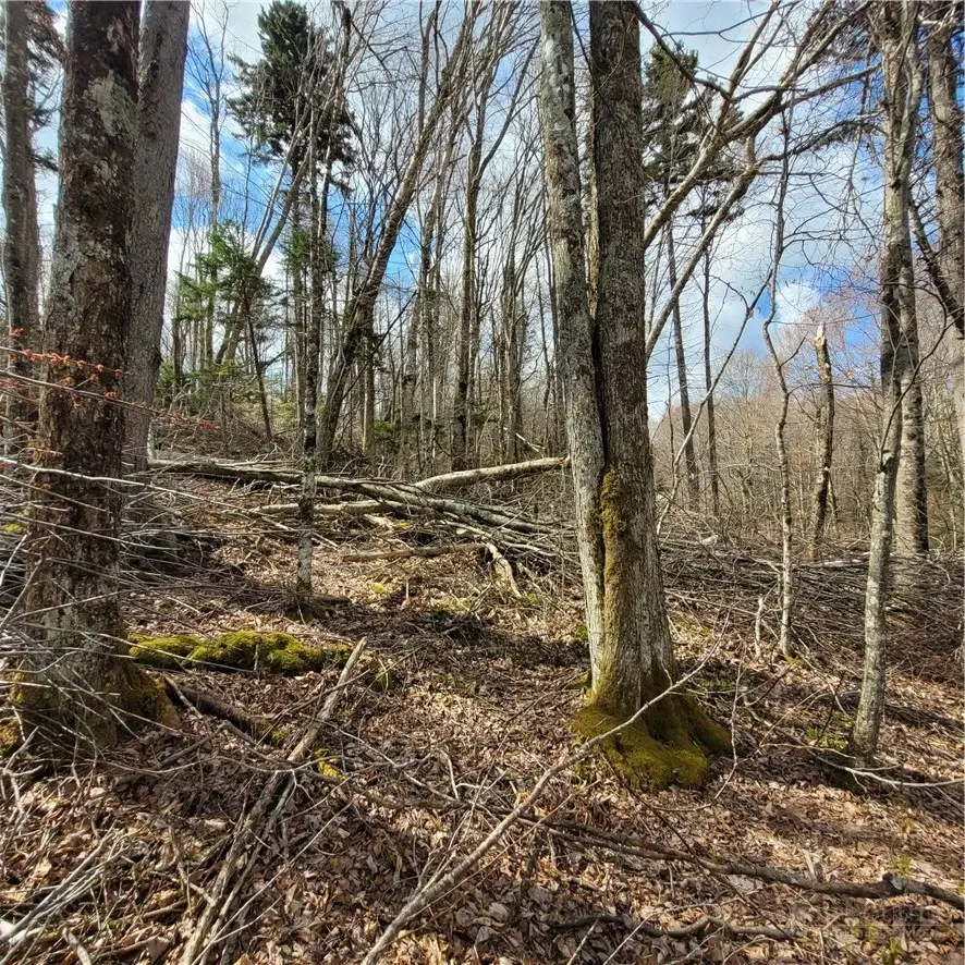 134-136 Wild Daisy Lane, Beech Mountain, NC 28604 - #3