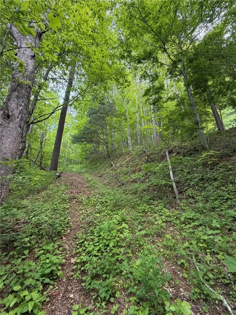 TBD Ben Bolen Road, Creston, NC 28615 - #3