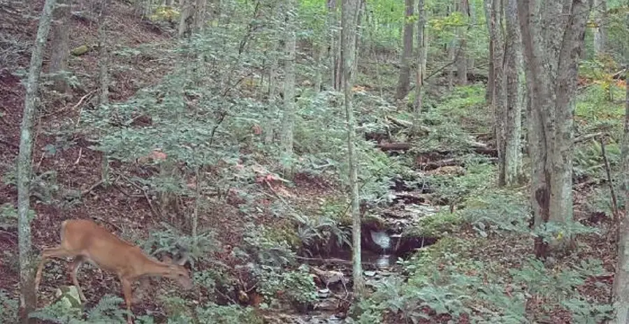 TBD Lot 8 Arborway Drive, Todd, NC 28684 - #3
