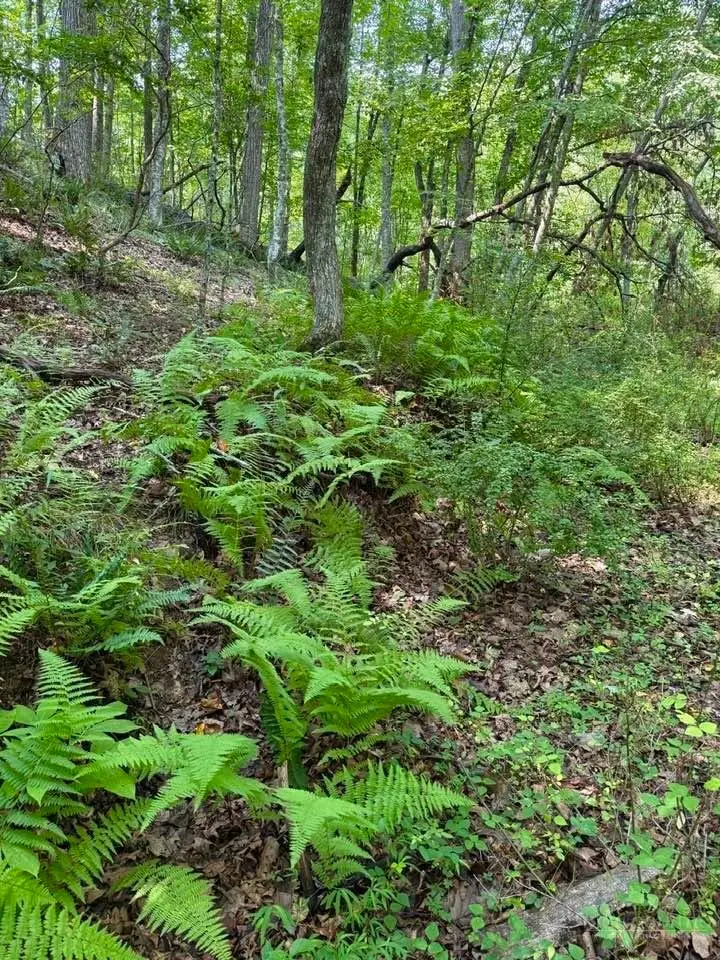 TBD Grassy Creek Road, Grassy Creek, NC 28631 - #1