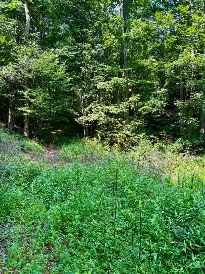 TBD Grassy Creek Road, Grassy Creek, NC 28631 - #3