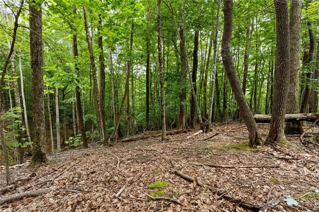 203 Sourwood Lane, Beech Mountain, NC 28604 - #1