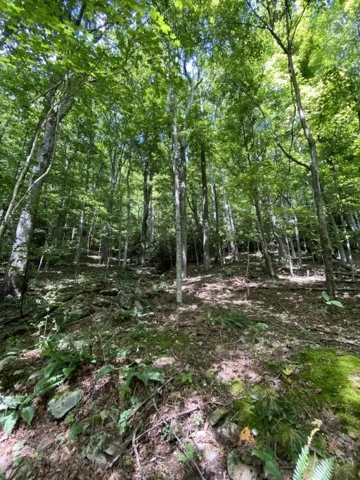 Lots 81 & 82 Tweetsie Lane, Banner Elk, NC 28604 - #1