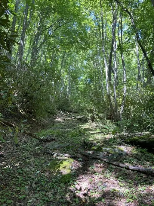 Lots 81 & 82 Tweetsie Lane, Banner Elk, NC 28604 - #3