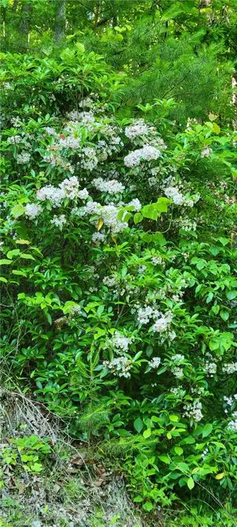 0 Carter Mountain #Lot 26, Walnut Grove, NC 28635 - Image #3