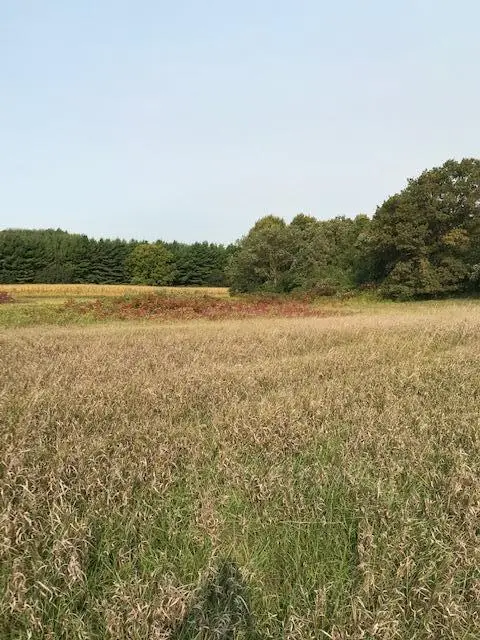 TBD Pine Bluff (site15) Rd Nw, Pine Island, MN 55963 - Image #1