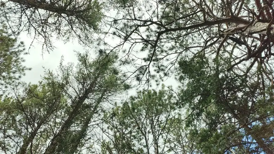 80064 Osprey Pass, Tower, MN 55790 - Image #2