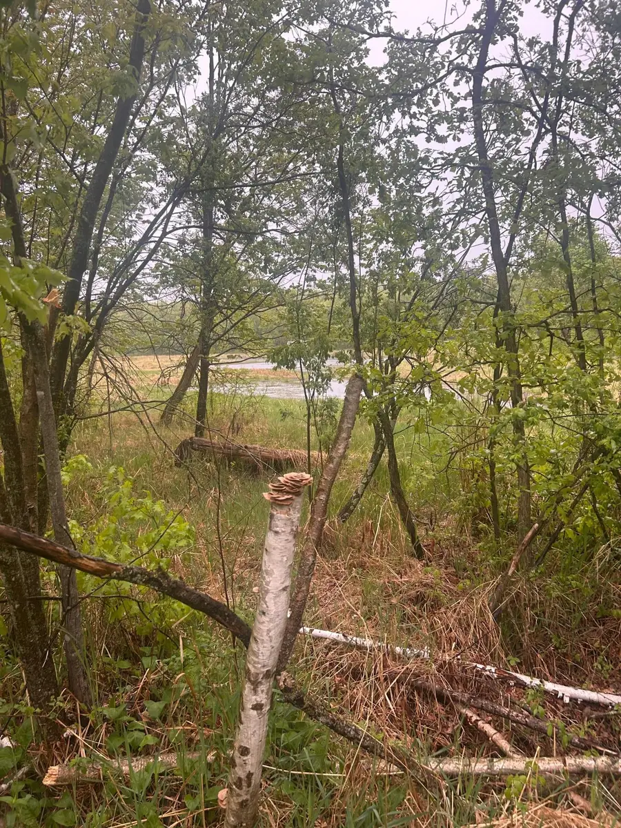 xxx Cardinal Trail, Randall, MN 56475 - Image #2