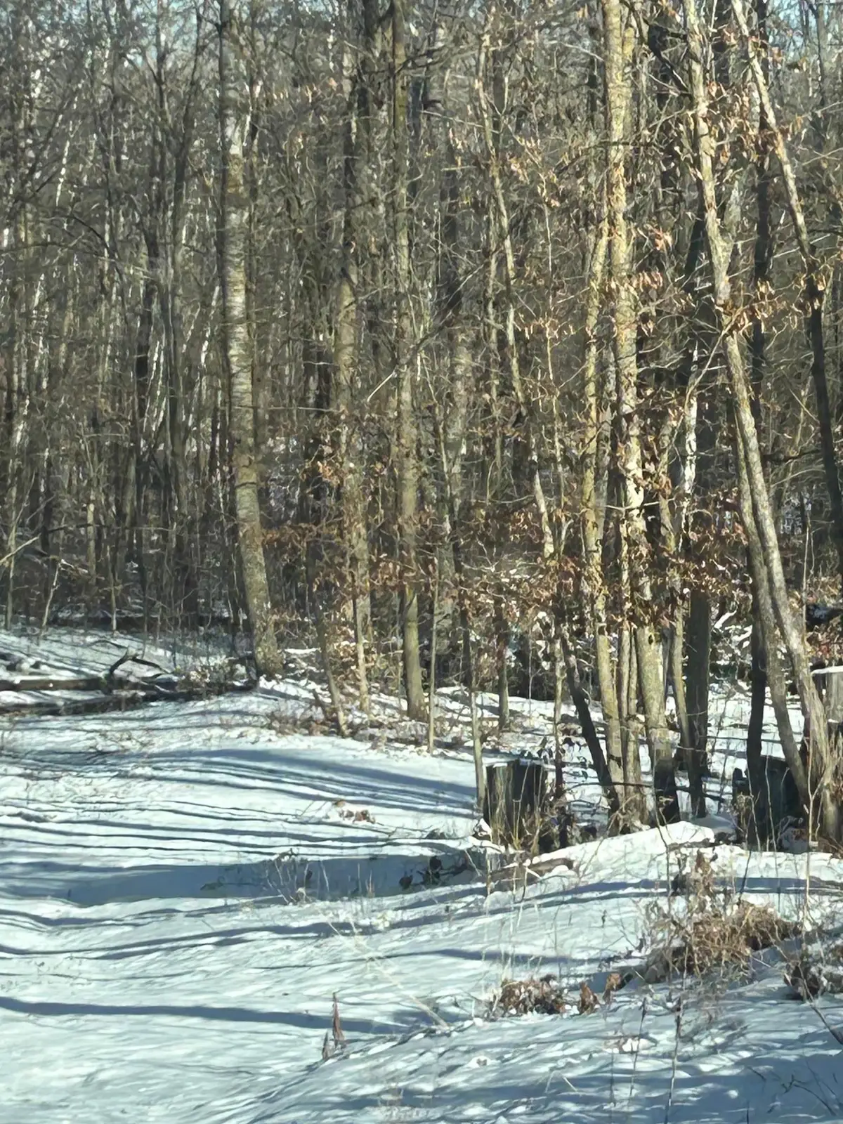 xxx Birchcurve Road, Randall, MN 56475 - Image #1