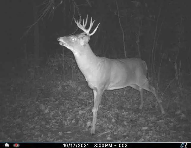 000 Simon Road, Alma, WI 54610 - Image #3