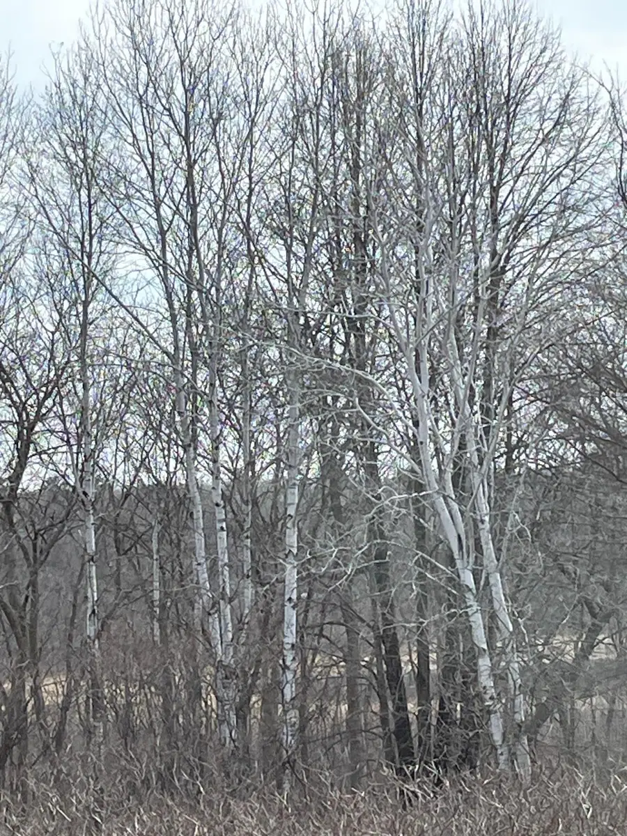 xxxx Ottawa Drive, Browerville, MN 56438 - Image #2