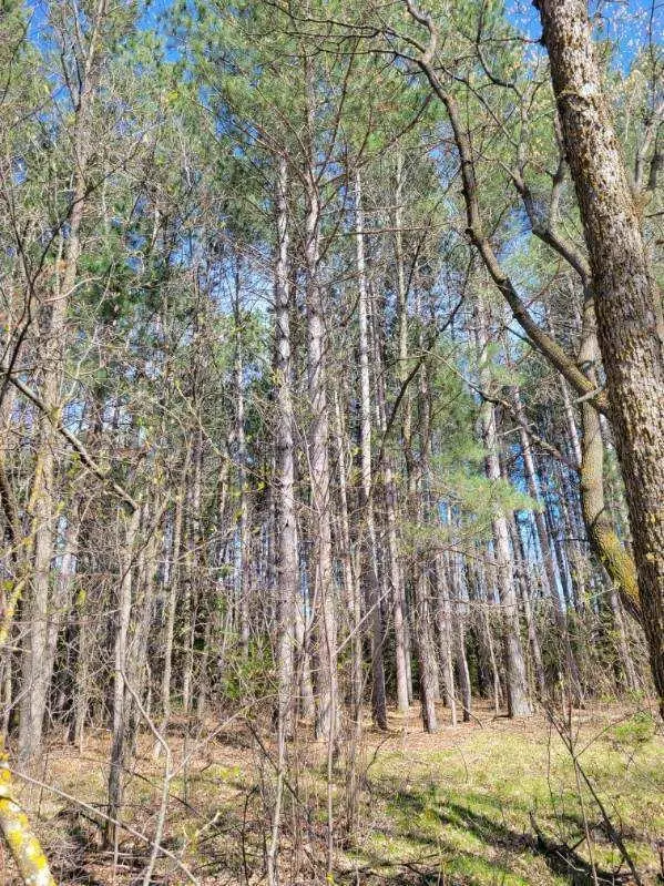 TBD 695th Avenue, Roosevelt, MN 56673 - #2