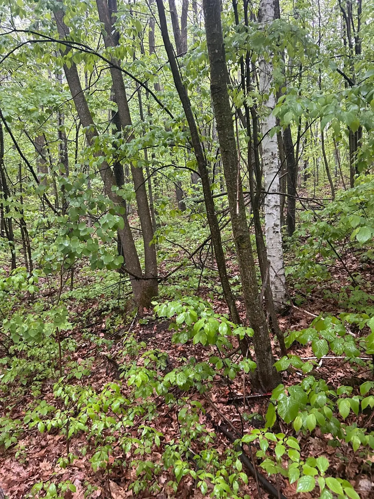 TBD Flintstone, Cushing, MN 56443 - Image #1