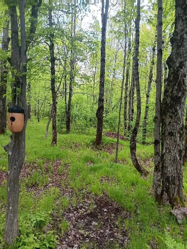 N10095 Woodland Lane, Phillips, WI 54555 - Image #3