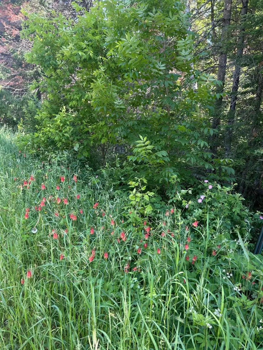TBD Town Rd 7, Northome, MN 56661 - #3