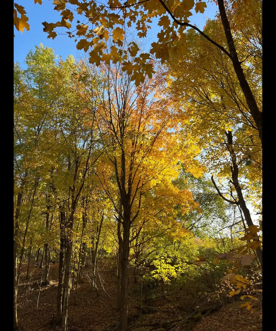 TBD Tbd, Mazeppa, MN 55956 - Image #2