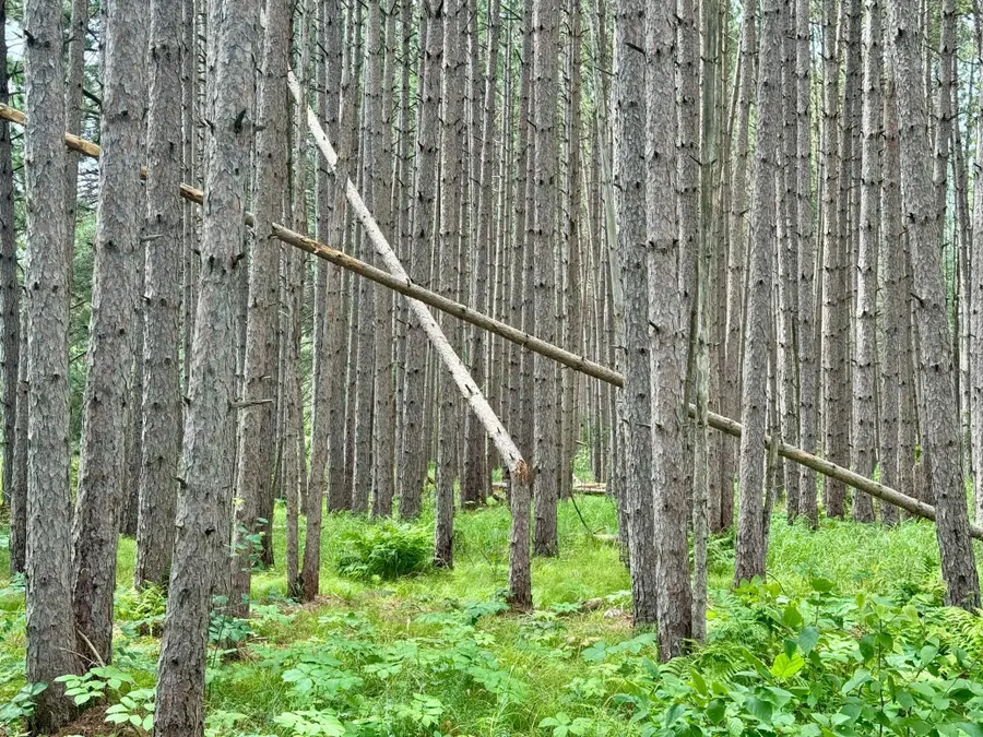 TBD 20th St. SW 20 St. Sw, Pine River, MN 56474 - Image #2