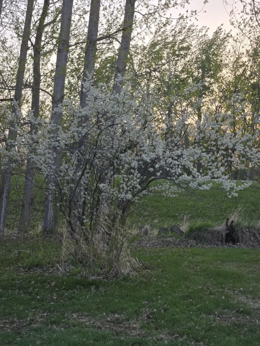 12916 250th Avenue Ne, Goodridge, MN 56725 - Image #3