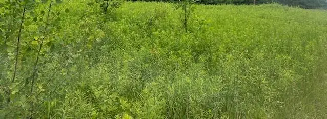 XXX 210th Street, Milaca, MN 56353 - #1