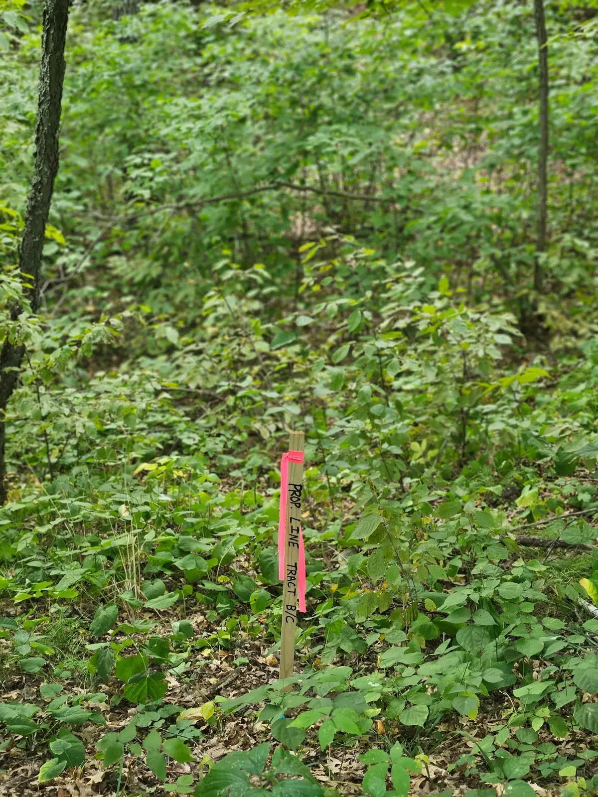 Tract C Richfield Road Sw, Pillager, MN 56473 - Image #1