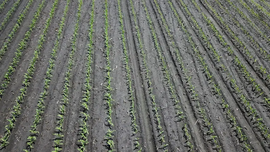 TBD T-182, Herman, MN 56248 - Image #3