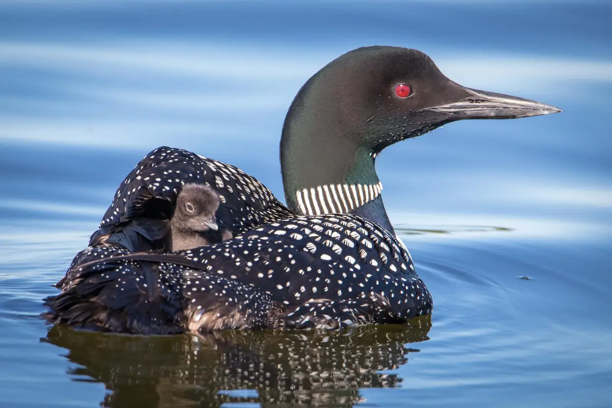 301xx 513th Avenue, Ottertail, MN 56571 - Image #1