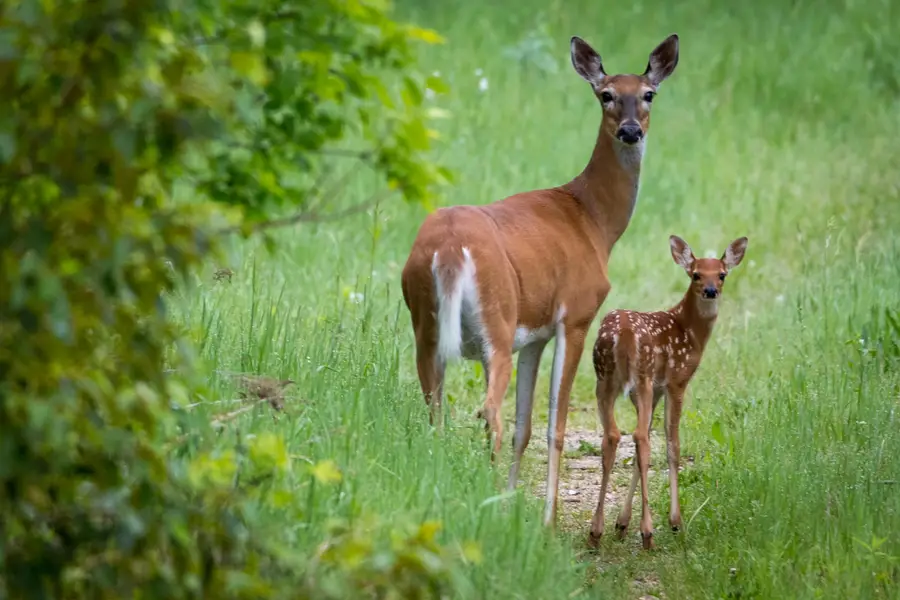 301xx 513th Avenue, Ottertail, MN 56571 - Image #2