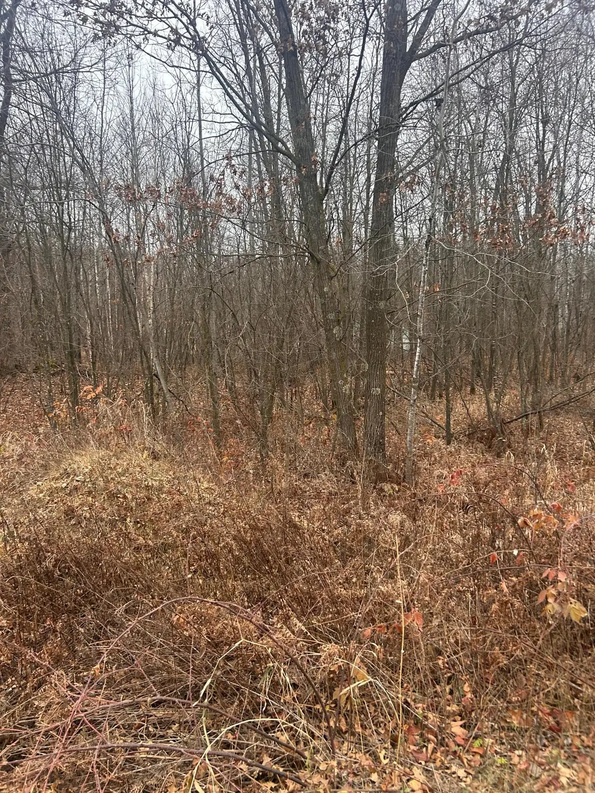 TBDx Lake Camile, Randall, MN 56475 - Image #1