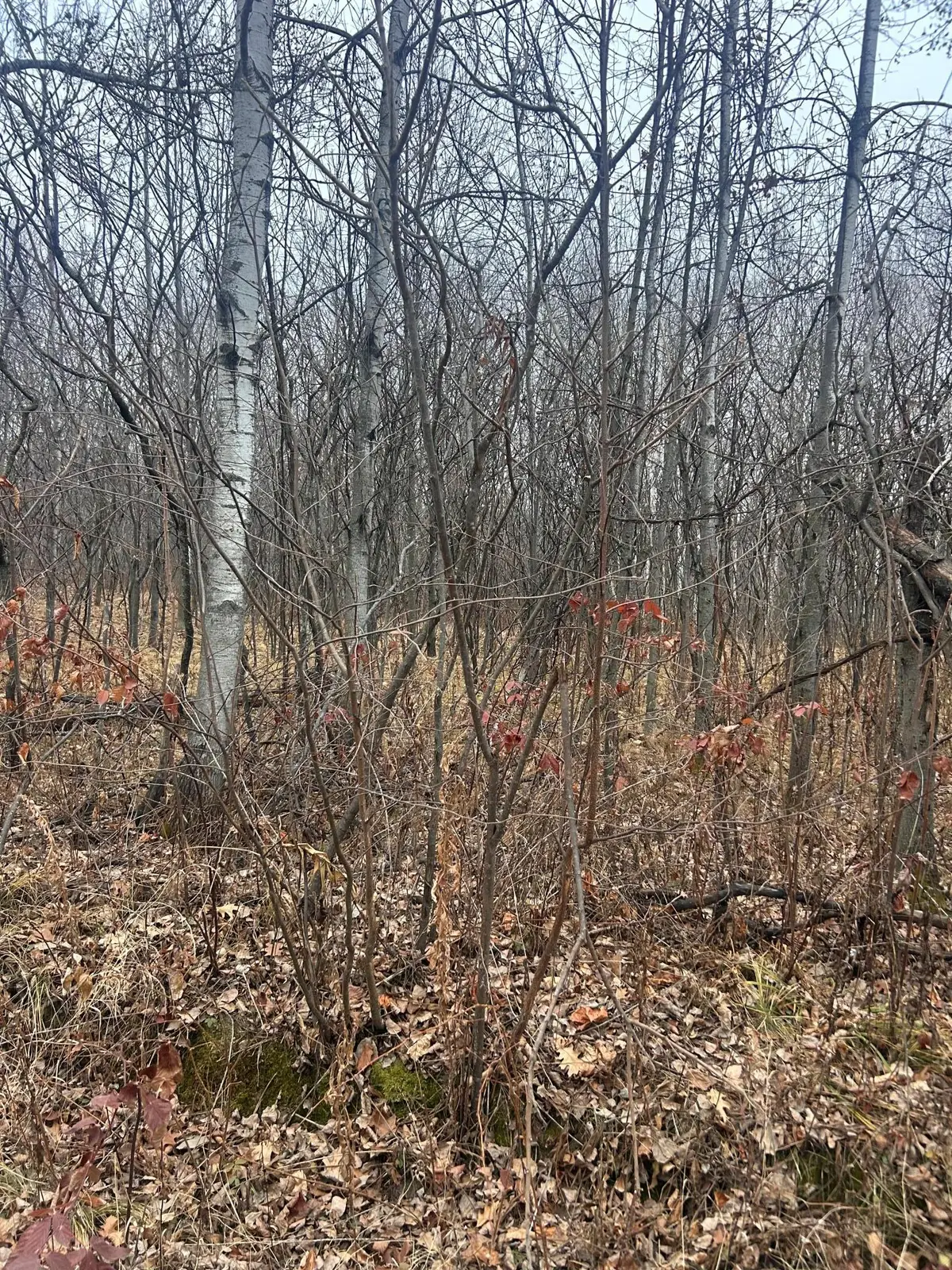 TBDxx Golf Course Dr, Cushing, MN 56443 - Image #1