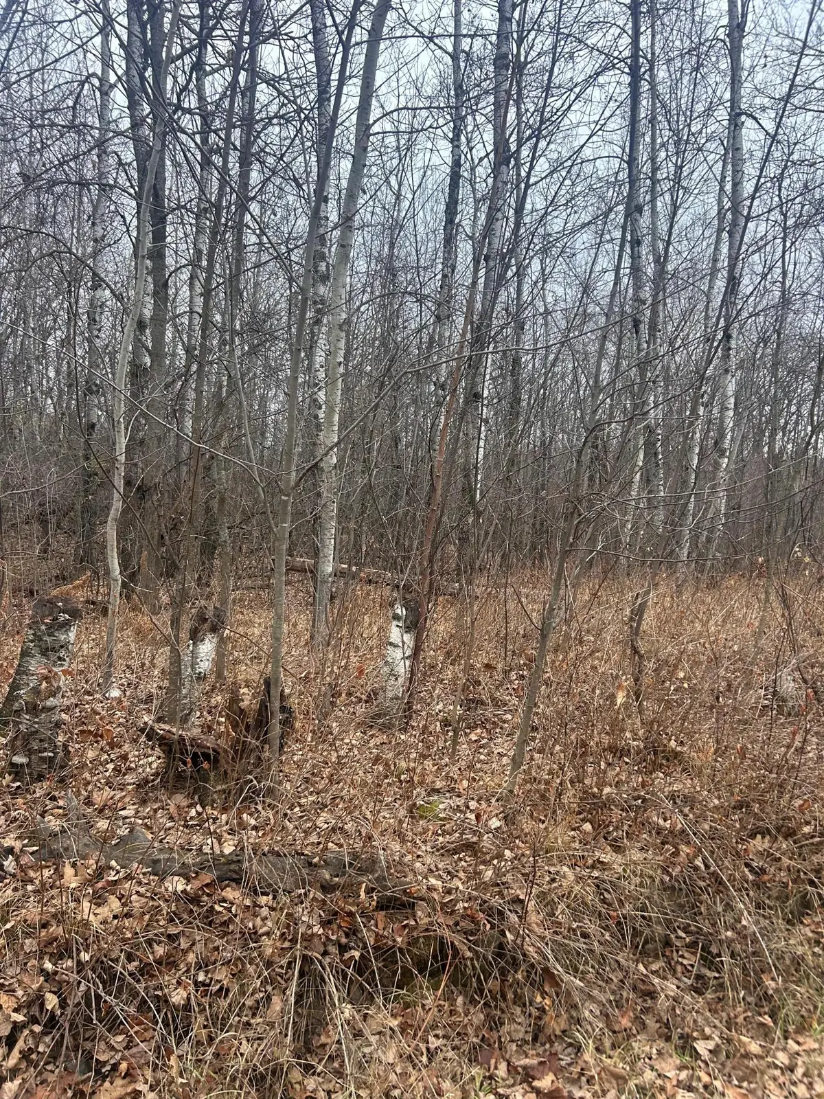 TBDxxxx Golf Course Dr, Cushing, MN 56443 - Image #1