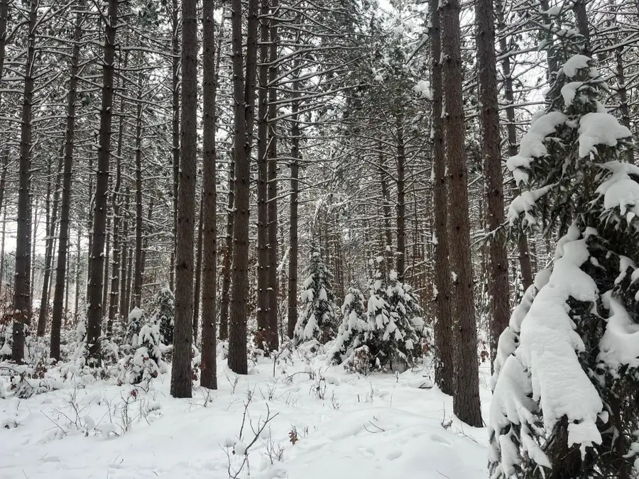 29931 Minerva Road, Danbury, WI 54830 - Image #2