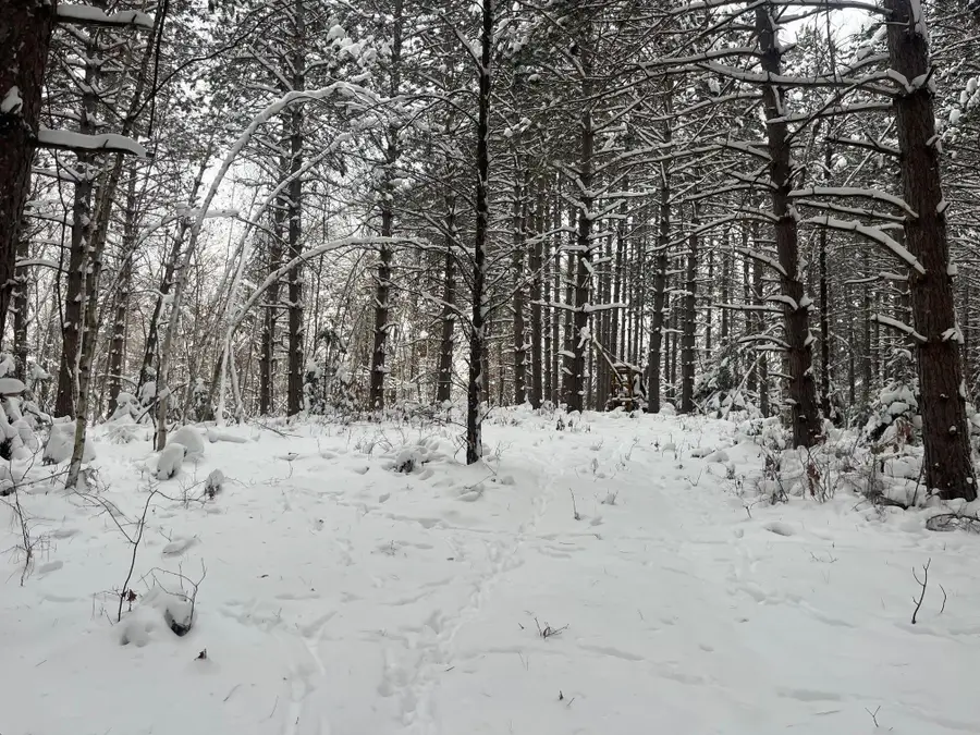 29931 Minerva Road, Danbury, WI 54830 - Image #3