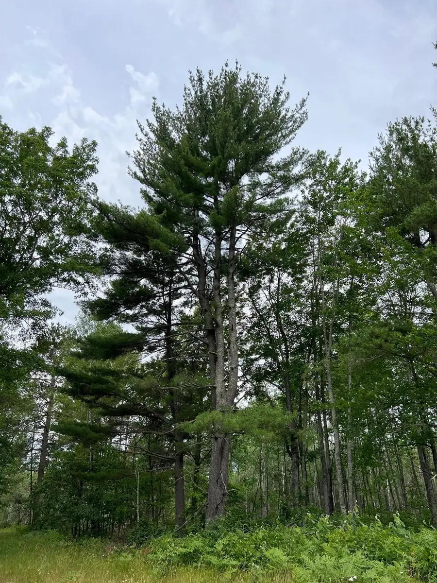 W37XX Frog Creek Road, Minong, WI 54859 - Image #2