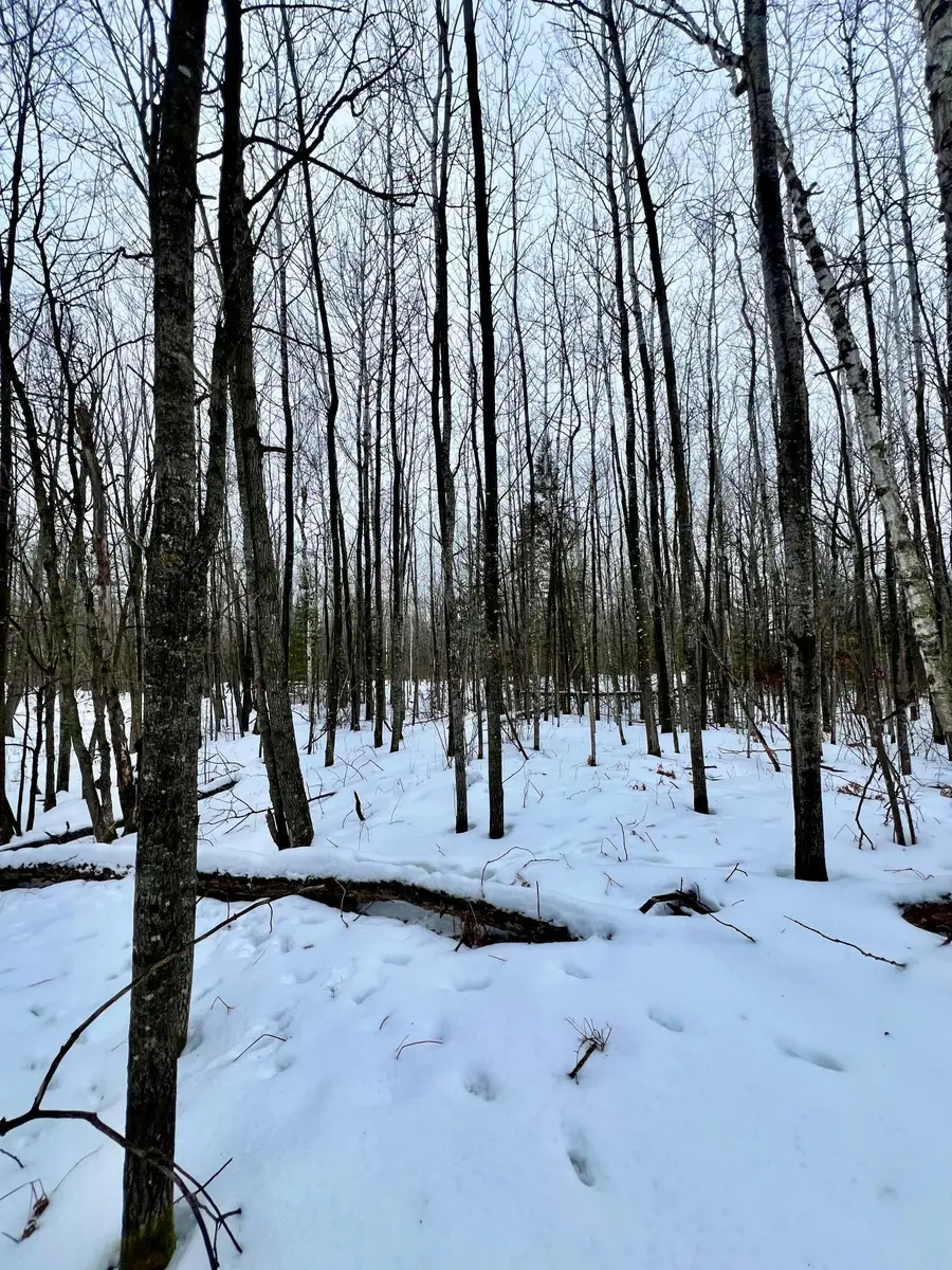 101 Baich Drive, Coleraine, MN 55722 - Image #2