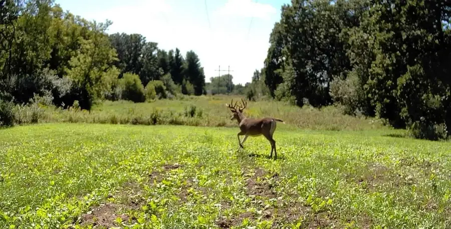 TBD cty rd 115 +/- 146.62 County Road 115, Saint Cloud, MN 56301 - Image #3