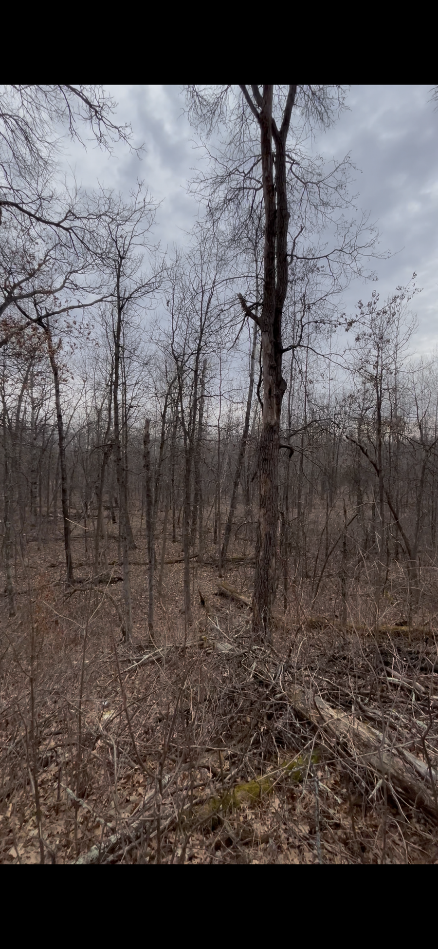 TBD Big Pine Trail, Crosslake, MN 56442 - #2