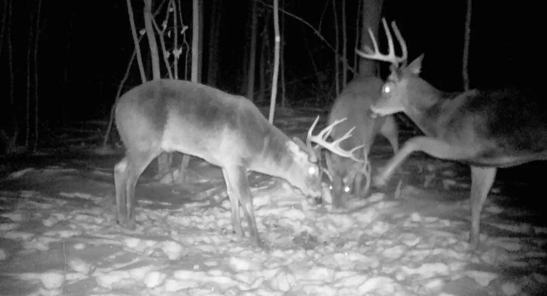TBD Bear Road, Cushing, MN 56443 - #1