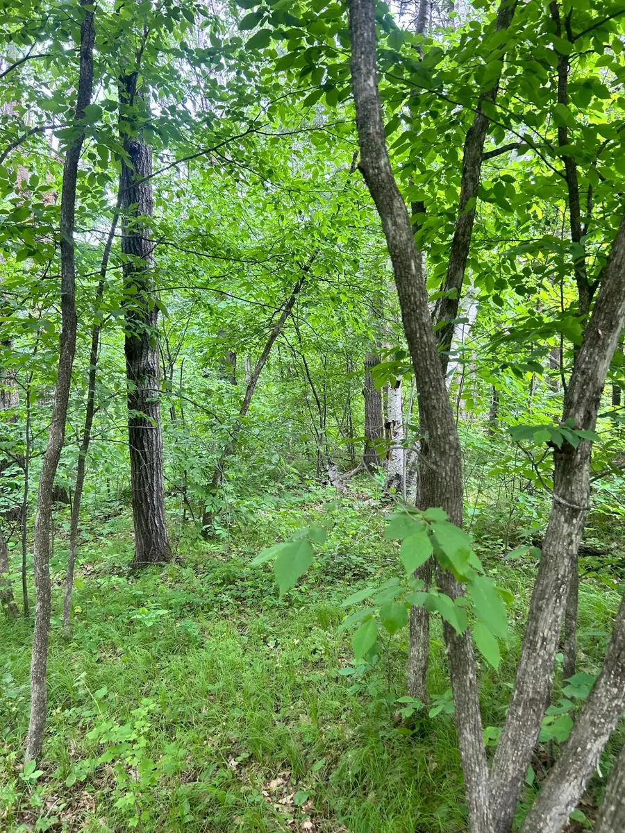 TBD County Rd 16, Cushing, MN 56443 - #2