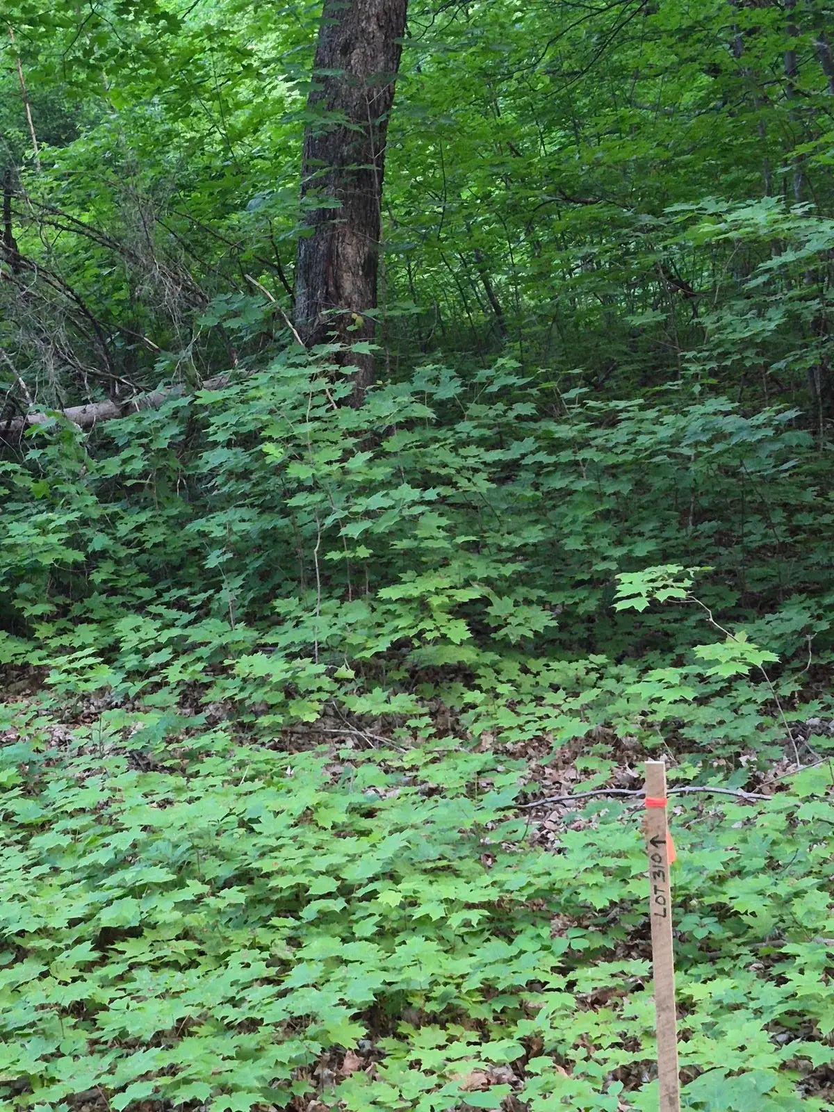 TBD, Lots 310, 353, and 3 195th Place, McGregor, MN 55760 - #1