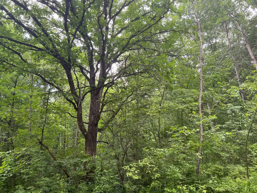LOT 5 Wilderness Retreat, Pine City, MN 55063 - #3