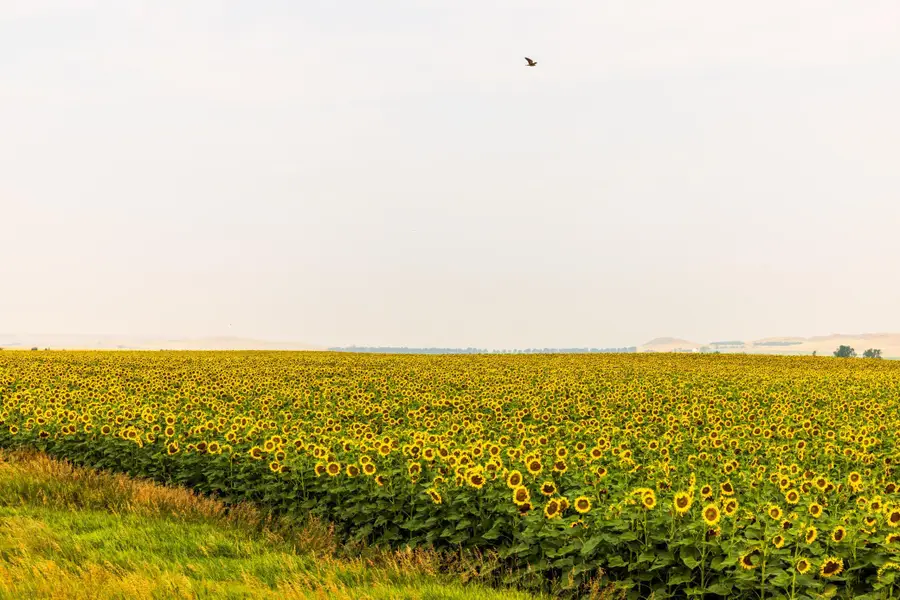 TBD Sec 24 31 St Se Lot 2, Orange, ND 58639 - #3