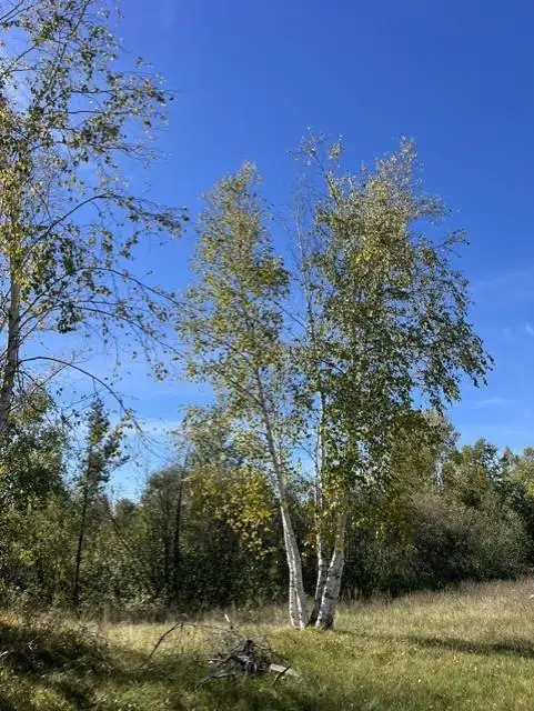 307 Popple Drive Se, Bemidji, MN 56601 - #2